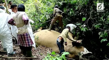 BKSDA Aceh melakukan olah TKP matinya seekor gajah yang diduga karena menelan racun.