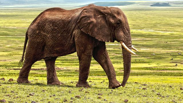 7 Arti Mimpi Gajah, Pertanda Mendapat Keberuntungan Melimpah