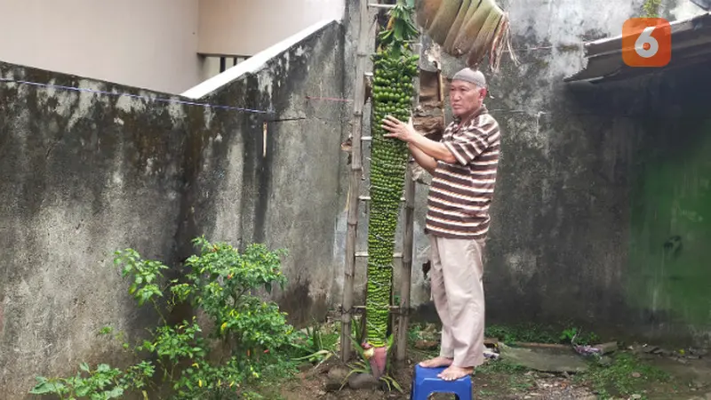 Pisang Raja Seribu Sepanjang 2 Meter Tumbuh di Pekarangan Warga Malang