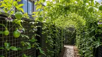 6 Ide Kebun Markisa Mini untuk Rumah Minimalis, Panen Buah Segar Setiap Hari