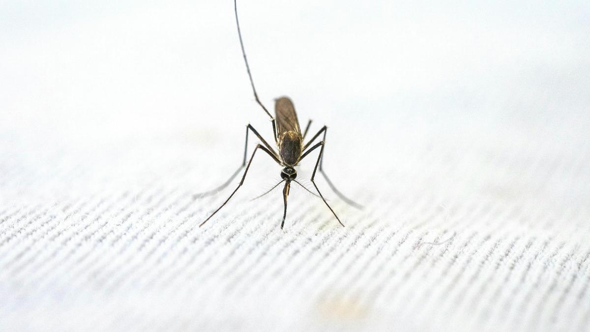 Cara Menghindari Jentik Nyamuk di Rumah