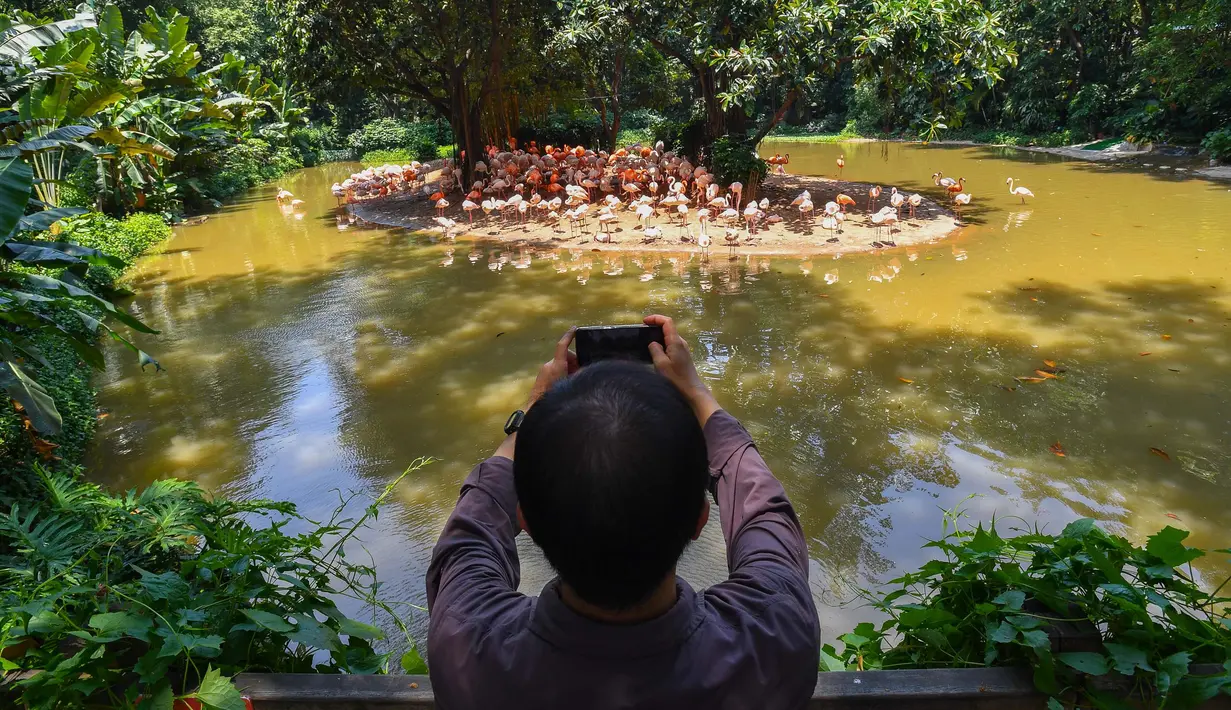 Pengunjung memotret flamingo di Taman Safari Chimelong, Guangzhou, Provinsi Guangdong, China, Kamis (30/4/2020). Taman Safari Chimelong kembali dibuka untuk pengunjung dengan menerapkan langkah-langkah ketat pencegahan pandemi COVID-19. (Xinhua/Liu Dawei)