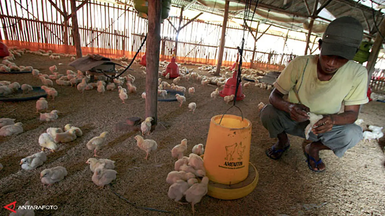 anak-ayam130710b.jpg