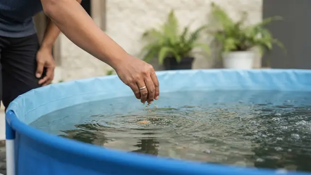 Budidaya gurame tanpa kolam tanah untuk panen yang melimpah di lahan sempit pekarangan rumah dengan keunggulan menggunakan media terpal