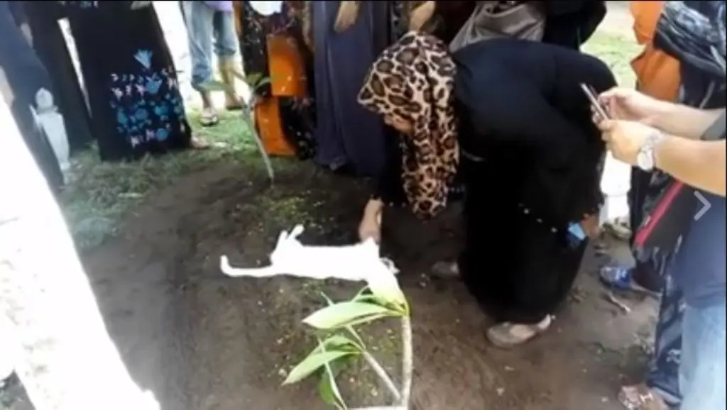 Kucing ini tak mau meninggalkan kuburan, videonya yang viral bikin semua orang yang melihatnya menitikan air mata. (Facebook)