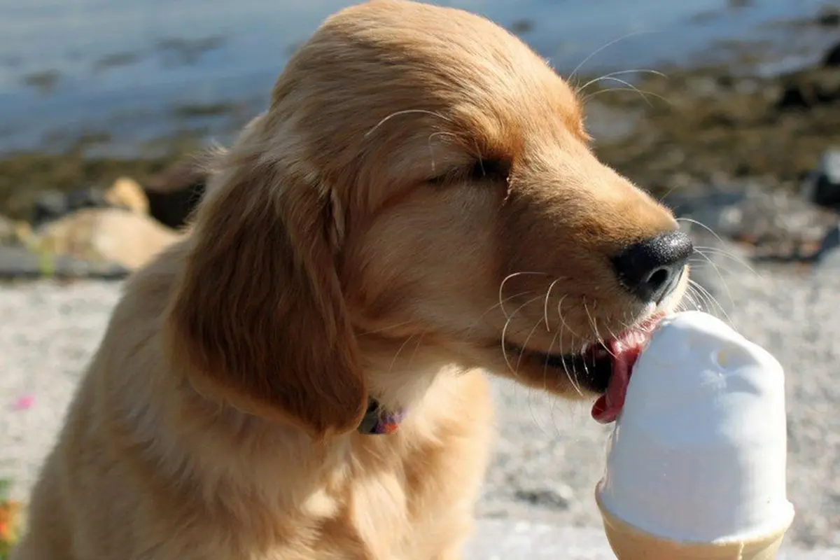Disuruh Beli Es Krim, Anjing Ini Tak Lupa Ucapkan Terima Kasih
