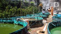 Petugas PPSU Kelurahan Grogol Utara melakukan budidaya ikan lele dan nila dengan sistem bioflok di Kebayoran Lama, Jakarta Selatan, Kamis (27/1/2022). Sistem Bioflok jug memanfaatkan mikroorganisme secara langsung untuk meningkatkan kadar nilai dalam pencernaan pakan. (Liputan6.com/Johan Tallo)