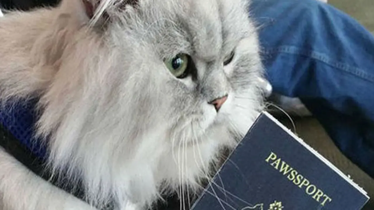 Gandalf, Kucing yang Suka Traveling Ini Punya Paspor Sendiri  