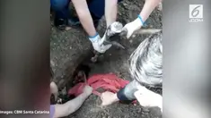 Upaya penyelamatan seekor anjing yang terjebak di pipa saluran pembuangan selama 5 hari. Petugas pemadam kebakaran berhasil mengeluarkannya.