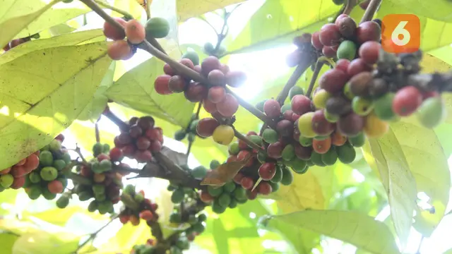 Kampung Kopi Luwak