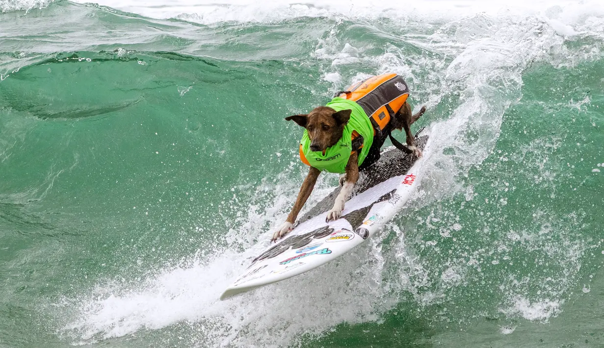 Seekor anjing, Parafina Martins bersaing dalam kompetisi Surf City Surf Dog di Huntington Beach, California pada 28 September 2019. Para anjing menunjukkan keahlian mereka dengan menaklukkan ombak setinggi satu sampai tiga kaki. (Kyle Grillot / AFP)