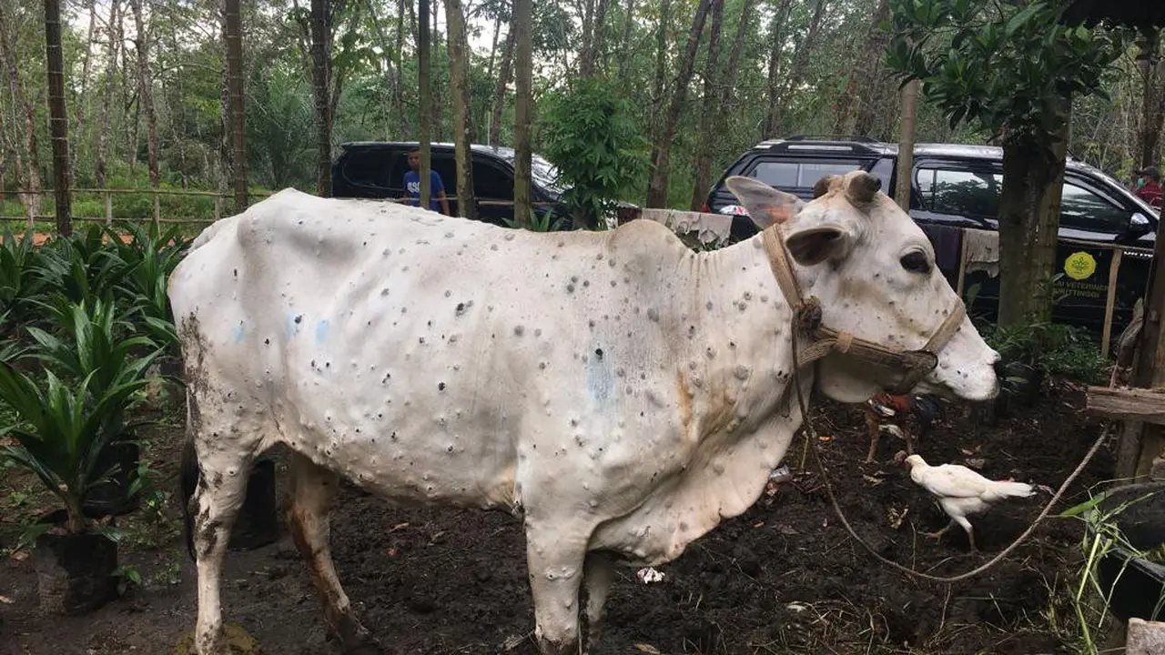 Tangani Lumpy Skin Disease di Riau, Kementan Siap Kerahkan Dokter Hewan dan Paramedis