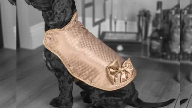 Jaket khusus anjing berlapis emas (Photo: Doggy Armour/VeryFirstTo)