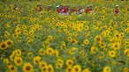 Anggota band militer berjalan melewati ladang bunga matahari di Paju, Korea Selatan, Jumat (23/6/2023). (AP Photo/Lee ​​Jin-man)