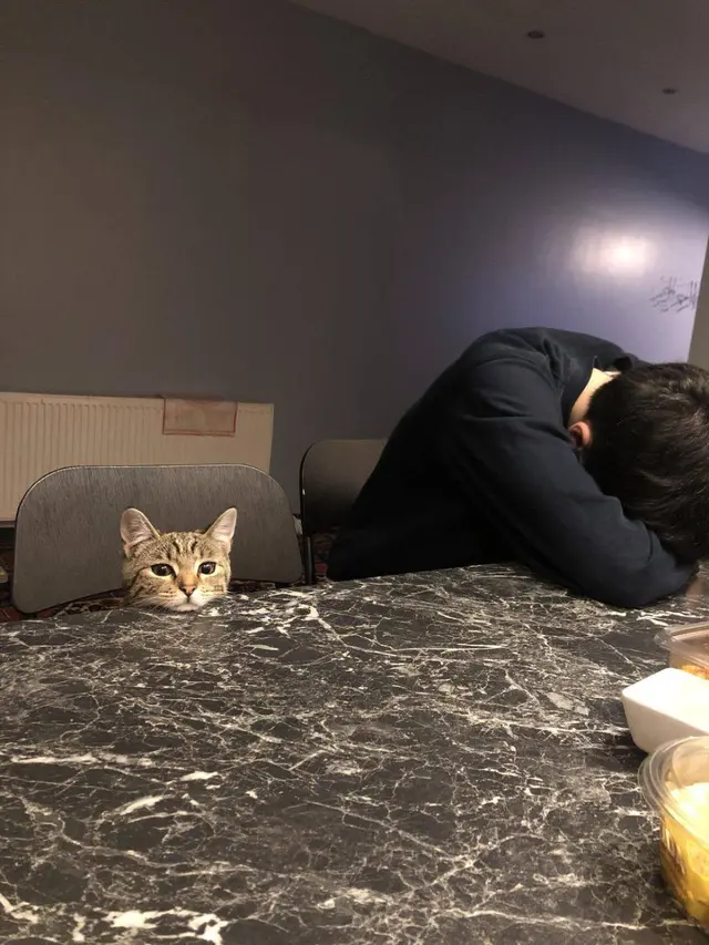 8 Potret Kucing Kalau Ikut Jalani Ramadhan, Ekspresinya Kocak Waktu Sahur