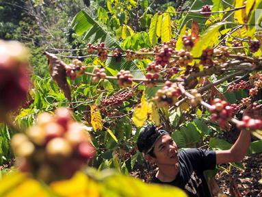 Warga memetik biji kopi di desa binaan Bakti BCA Dusun Kopi Sirap di Semarang, Jawa Tengah, Minggu (8/9/2019). BCA melakukan pendampingan untuk penguatan kapasitas dan SDM komunitas petani kopi dengan memberikan pelatihan, donasi pembangunan hingga perlengkapan edukasi kopi. (Liputan6.com/HO/Defi)