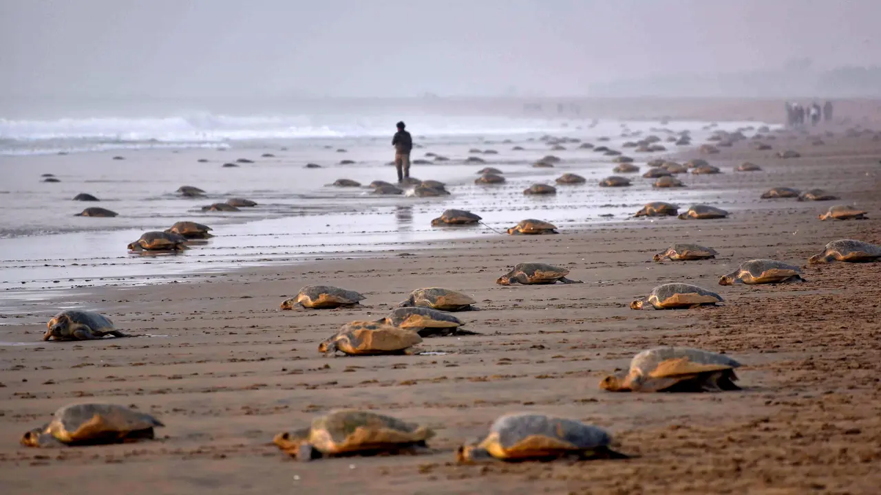 Ribuan Penyu Hijau Datangi Pantai di India-AFP Photo-20170216