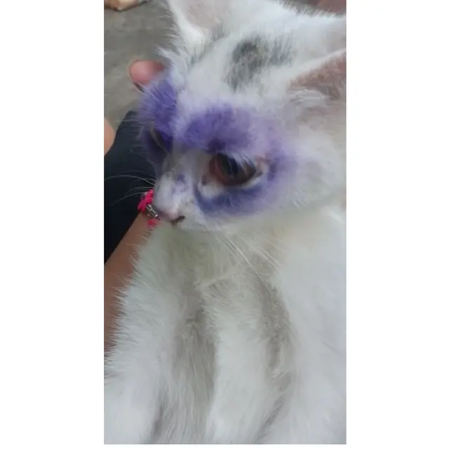 6 Potret Kucing Kena Tinta Pemilu Ini Bikin Tepuk Jidat, Ada Saja Tingkahnya