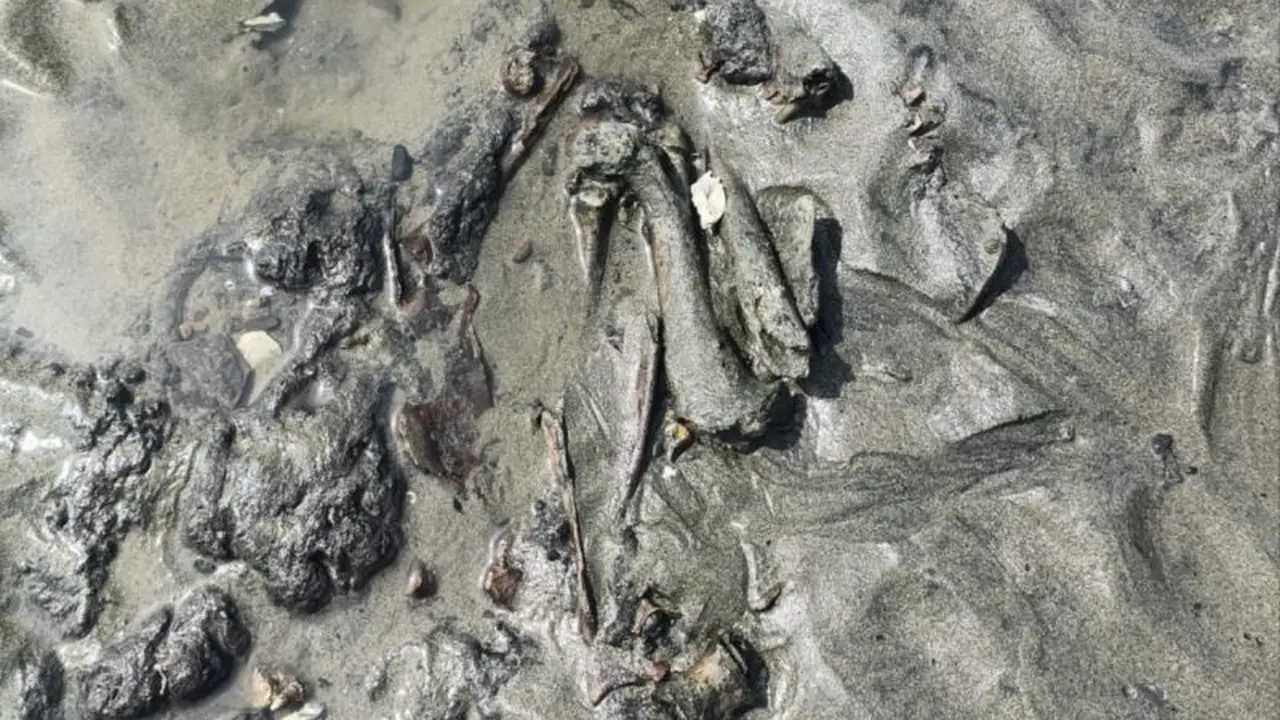Tulang belulang ditemukan di pesisir Aceh. (Dok. Antara)
