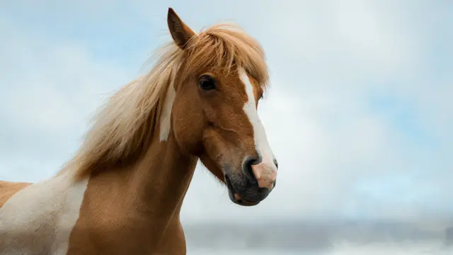 Challenges for the Horse Sign