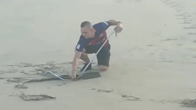 Seekor ular jenis black mamba berhasil ditangkap seorang pemuda berani di kawasan pantai Scottburgh.