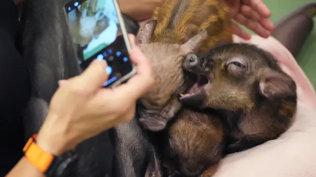 Babi Mini
