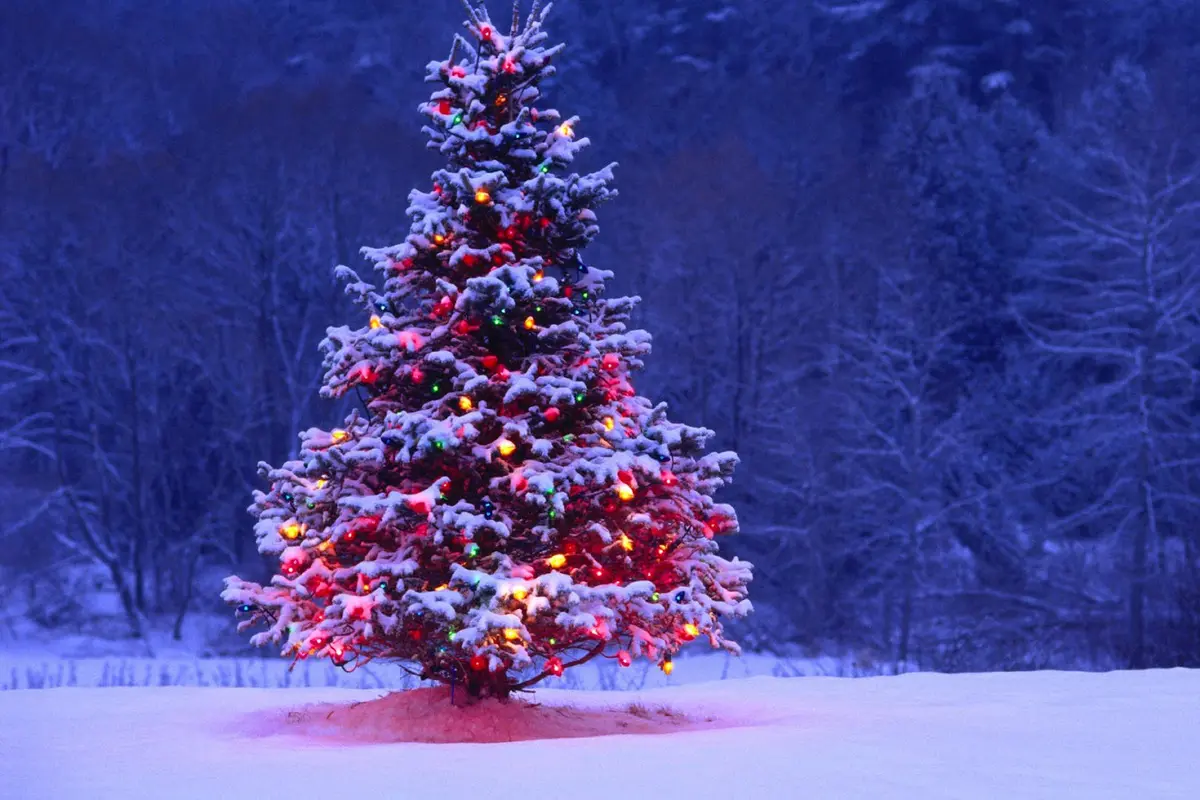 Natal 2015 di Depan Mata, Pohon Belum Ada? Pakai Ini!