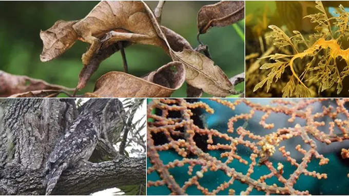 Courtesy Listverse.com/Simon Griffin