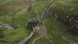 Salah satu pohon yang paling banyak difoto di Inggris tumbang dalam semalam setelah "sengaja ditebang," kata Otoritas Taman Nasional Northumberland. (Owen Humphreys/PA via AP)