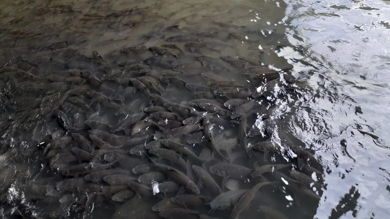 Ikan Banyak di Limapuluh Kota Sumatera Barat. (Liputan6.com/ Lisa Septri Melina)
