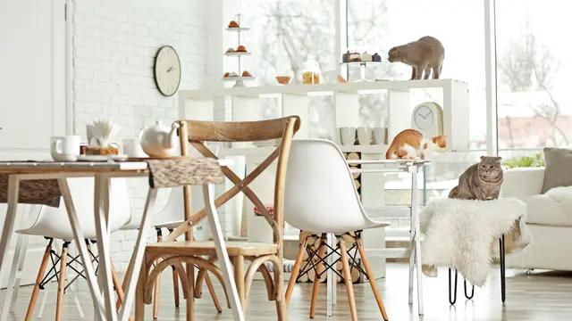 Deretan Cafe Kucing yang Menggemaskan, Siapa Tahu Ada di Dekat Rumahmu