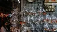 Pejualan ikan cupang naik signifikan paska merebaknya DBD di kota Tasikmalaya (Liputan6.com/Jayadi Supriadin)