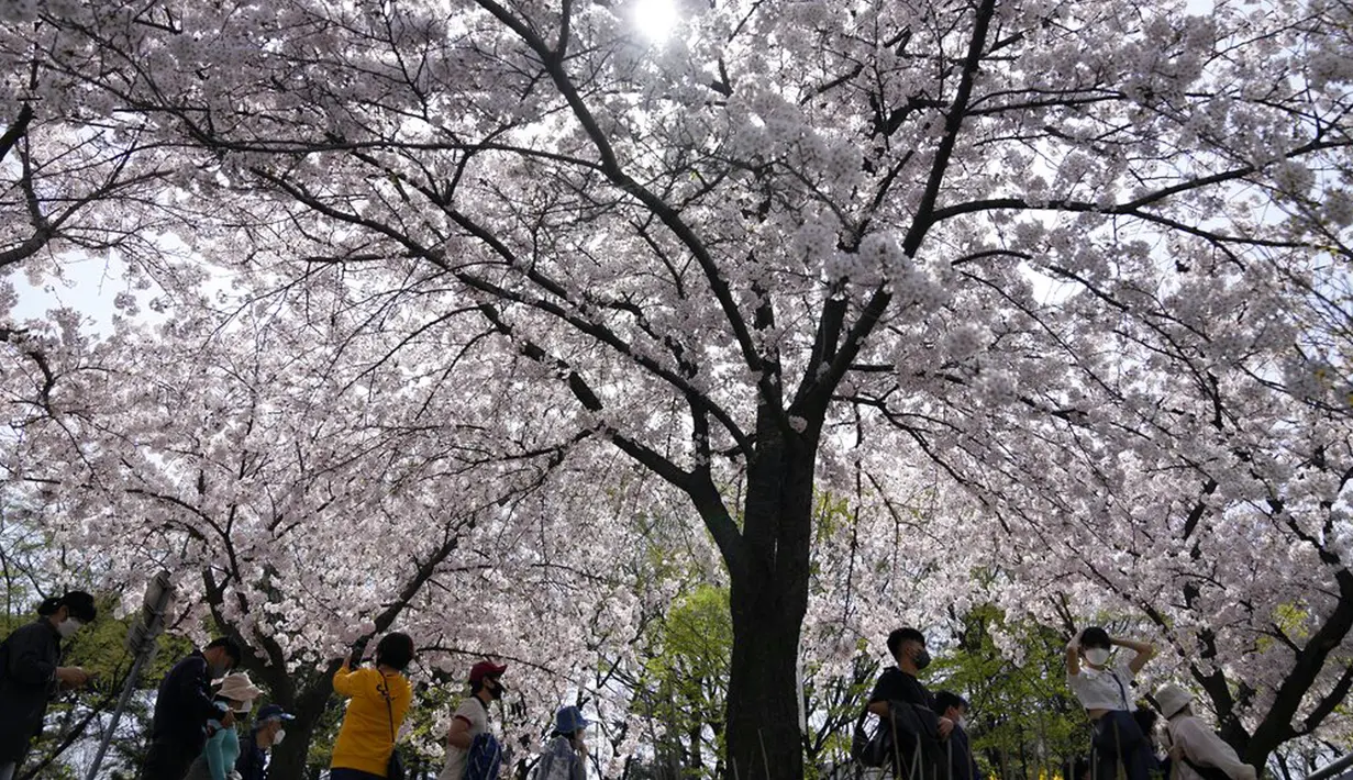 Para pengunjung yang mengenakan masker untuk membantu mengekang penyebaran virus corona COVID-19 berjalan di bawah bunga sakura yang mekar penuh di Seoul, Korea Selatan, 10 April 2022. (AP Photo/Lee Jin-man)