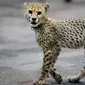 Bayi cheetah bernama Kris berjalan di Kebun Binatang Cincinnati, Ohio, Amerika Serikat, Rabu (9/10/2019). Kebun Binatang Cincinnati menghadirkan anak anjing untuk menemani Kris karena anak cheetah tunggal biasanya tidak bertahan hidup. (AP Photo/John Minchillo)