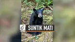 Polisi menyimpulkan bahwa sang beruang telah terbiasa dengan interaksi manusia, di mana hal itu dapat menimbulkan ancaman bagi keselamatan manusia. Alhasil, mereka pun membuat keputusan yang sulit untuk menyergap dan menyuntik mati sang beruang.