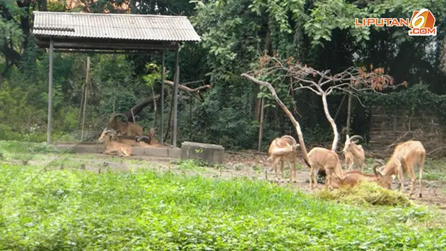 kebun-binatang-surabaya-5-140110a.jpg