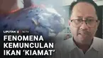 Ikan oarfish yang hidup di laut dalam, ditemukan mengapung di Pantai Lombok Timur, Nusa Tenggara Barat. Diduga, kemunculan ikan terkait dengan perubahan suhu air laut, dan gempa yang sempat terjadi.