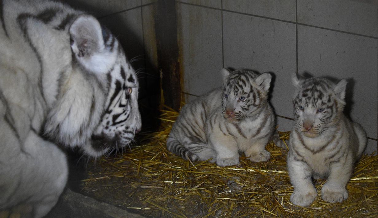 FOTO 3 Bayi Harimau Putih Langka Lahir di Prancis 