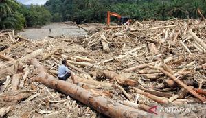 Kayu gelondongan besar terbawa arus banjir di Sumatera. (Antara)
