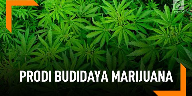 VIDEO: Prodi Budidaya Marijuana di Universitas Rangsit Bangkok