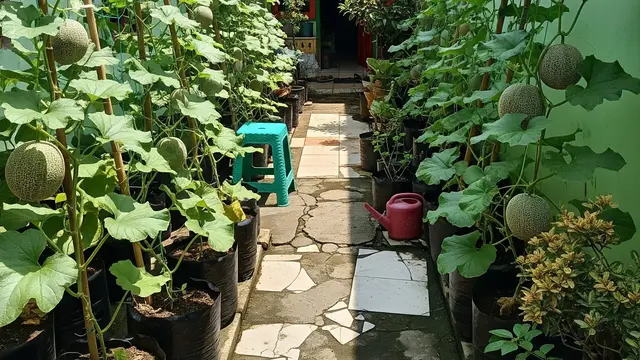 6 Tips Melon Cepat Besar Meski Ditanam di Polybag, Panen Melimpah di Rumah
