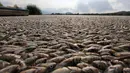 Puluhan ribu ikan air tawar "popocha" mati terdampar di laguna Cajititlan, negara bagian Jalisco, Meksiko, 17 Agustus 2015. Diduga sekitar 25 ton ikan mati karena tercemar limbah pabrik. (AFP PHOTO/HECTOR GUERRERO)