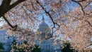Gedung Capitol atau kantor Kongres terlihat di tengah pohon sakura yang bermekaran di Washington, Amerika Serikat, Senin (1/4). Bunga sakura ini merupakan pemberikan Wali Kota Tokyo pada tahun 1912 yang merupakan hadiah sebagai bentuk persahabatan kedua negara. (AP/J. Scott Applewhite)