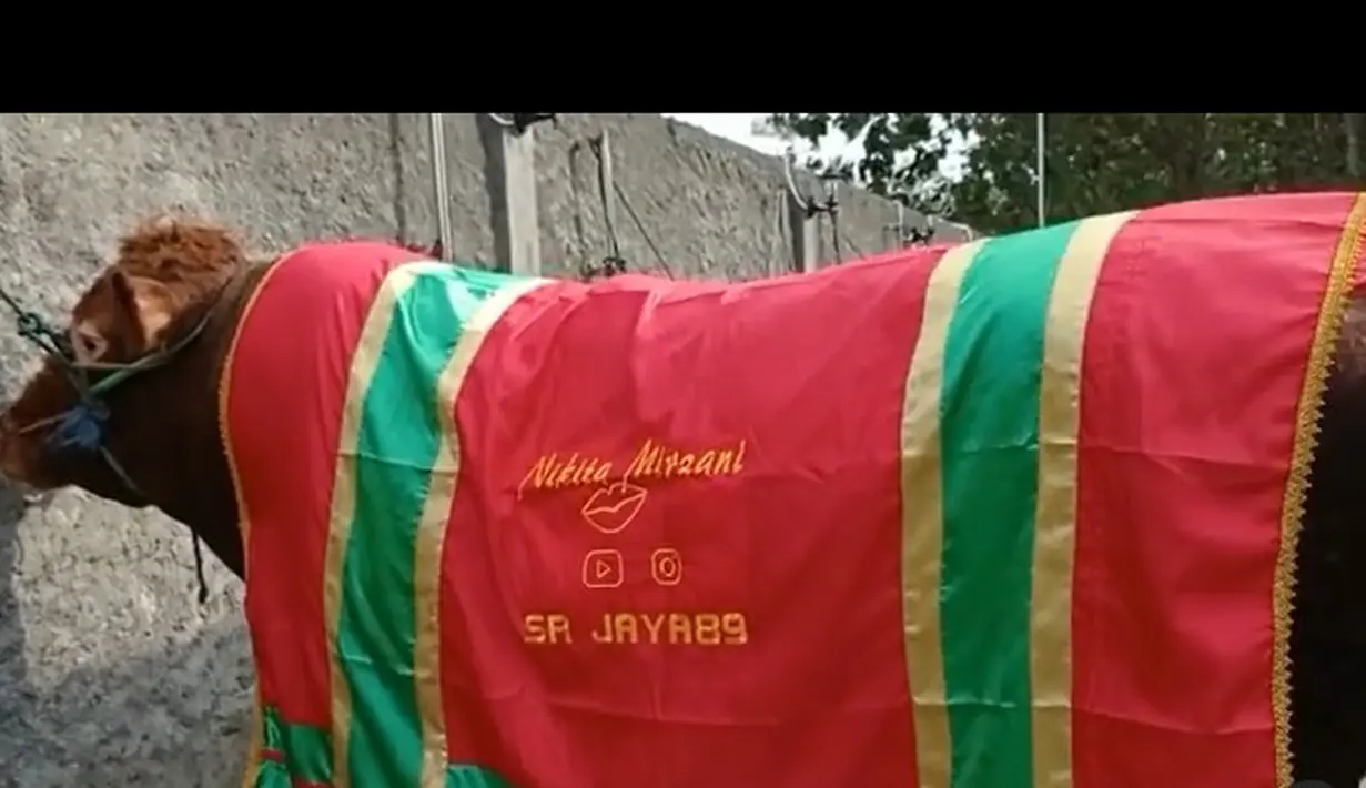 Sapi kurban Nikita Mirzani. (Instagram/@nikitamirzanimawardi_172)