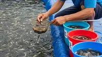 6 Ikan Kolam Terpal yang Cepat Besar dan Cepat Balik Modal, Cocok untuk Pemula