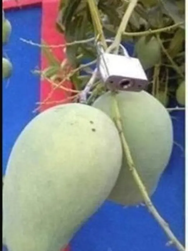 6 Cara Absurd Pengamanan Buah Agar Tak Dicuri Ini Kocak