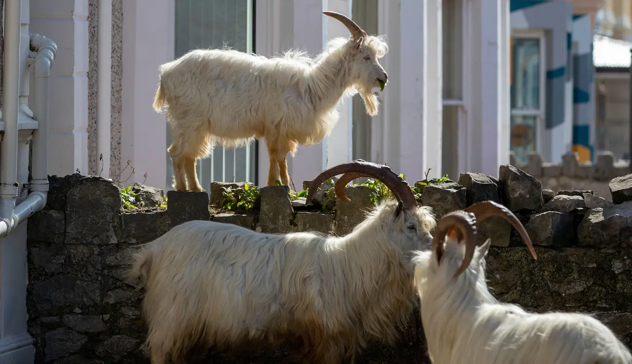 Kawanan kambing berjalan di jalan-jalan yang sepi di Llandudno, Wales utara, Selasa (31/3/2020). Kambing-kambing liar tersebut berkeliaran di jalanan kota yang tampak lengang selama pemberlakuan lockdown dalam upaya membatasi penyebaran virus corona di Kawasan tersebut. (Pete Byrne/PA via AP)