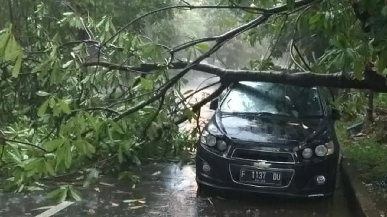Pohon Tumbang di Bogor