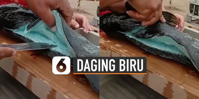 VIDEO: Unik, Daging Ikan Berwarna Biru