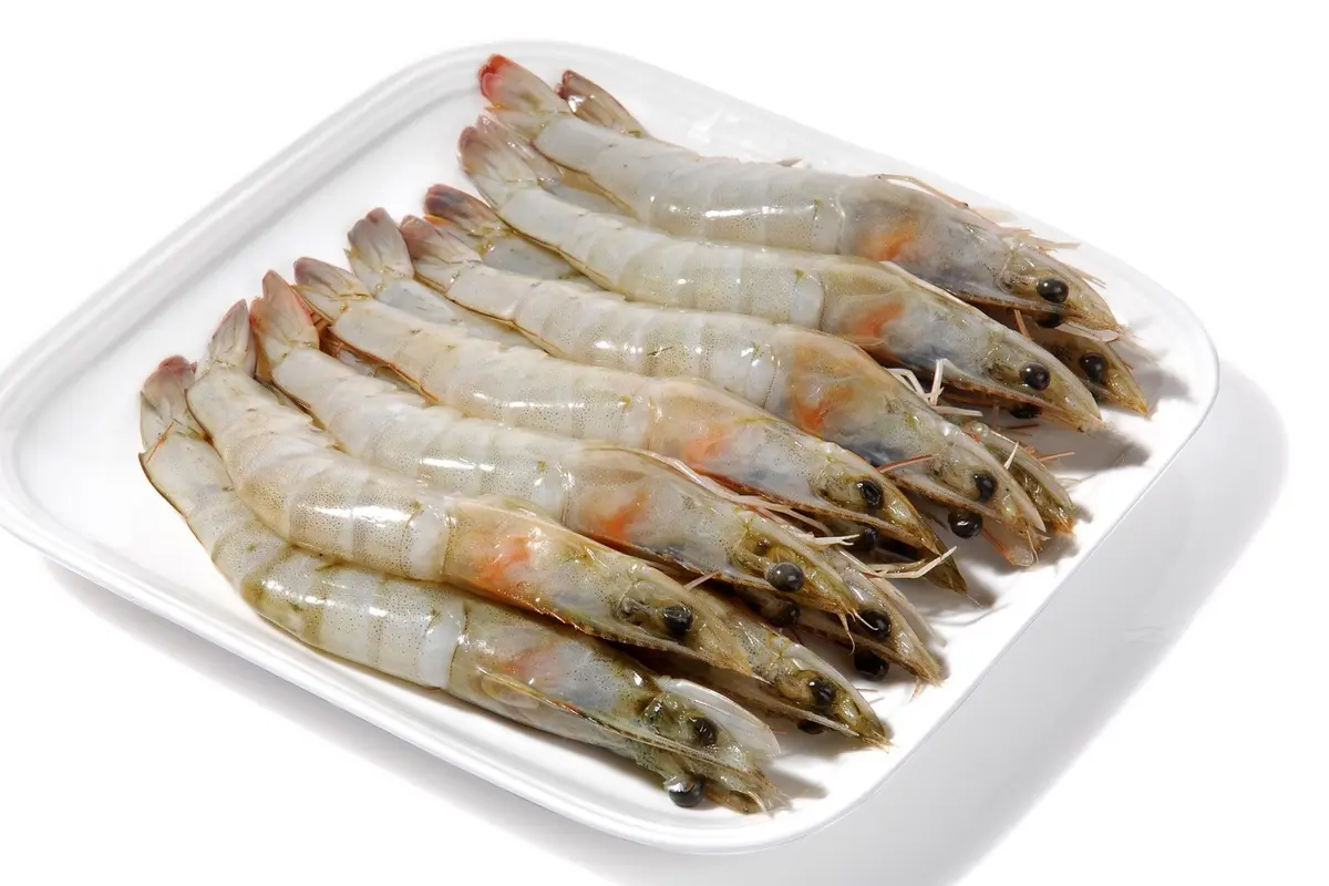 Ilustrasi udang